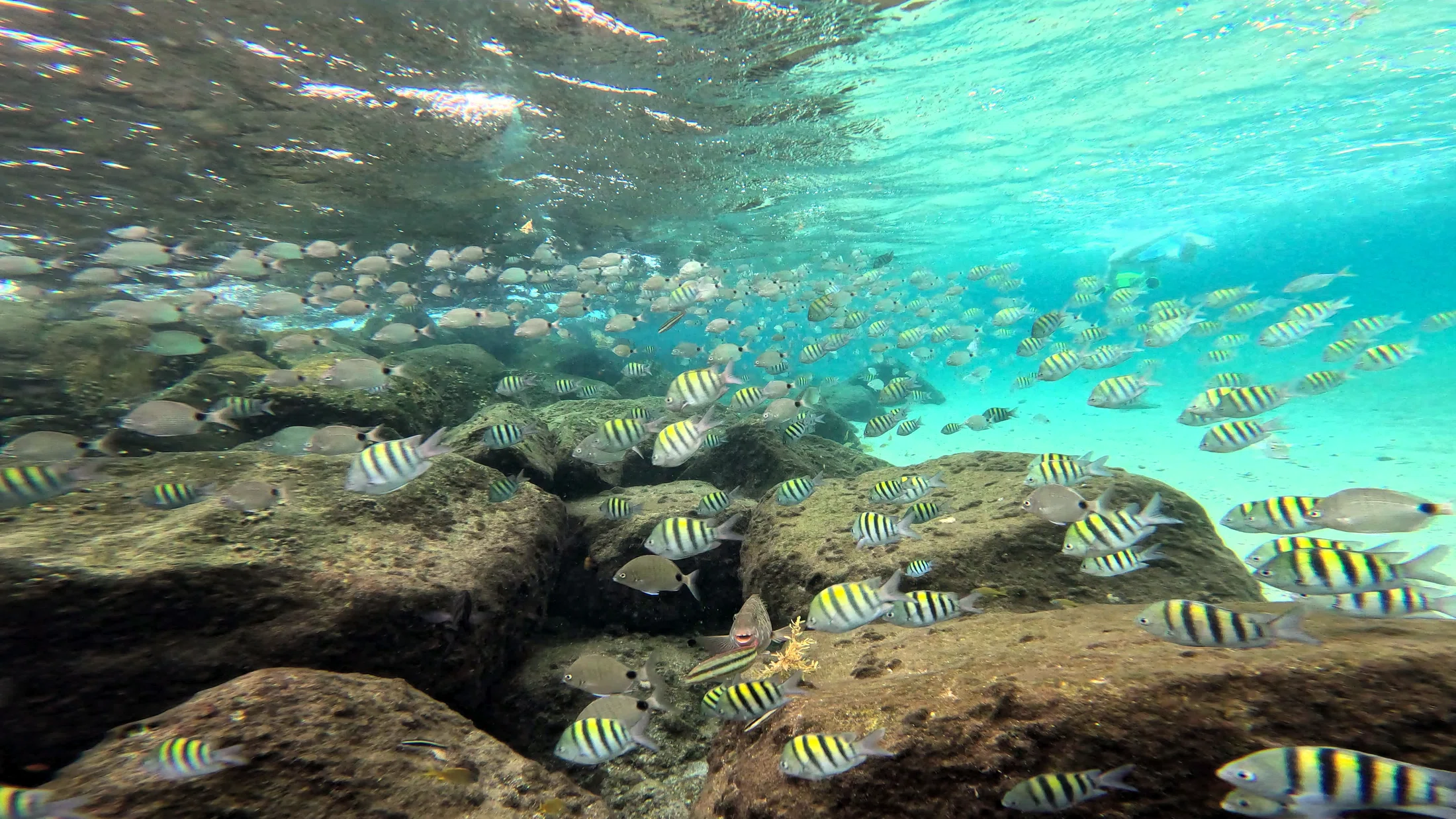 Snorkeling over a rocky reef with tropical fish in clear water
